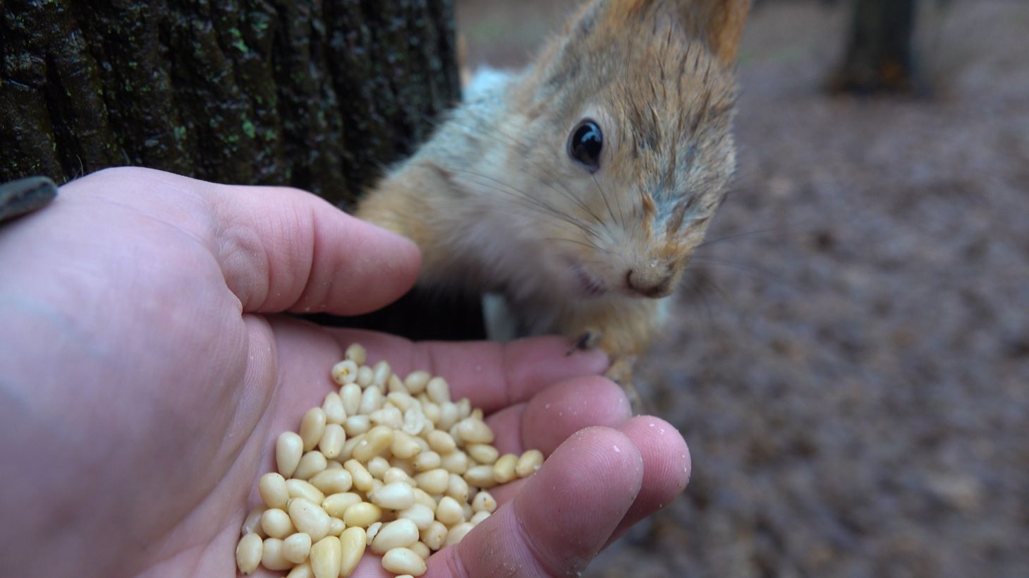 Покормил голодную Балерину
