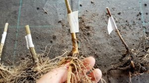 Как выглядят почки на флоксах? Какой материал я высылаю.