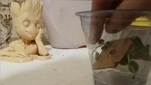 кашпо Грут, посадка суккулента, подставка для тилландсии.