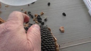 Семена подсолнечника сорт ЛАКОМКА