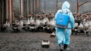 Первую в мире смерть человека от птичьего гриппа нового штамма зафиксировали в США