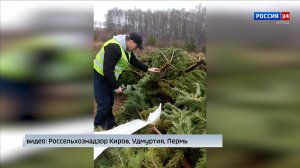 В преддверии Нового года хвойные деревья из Кировской области отправляют по всей России