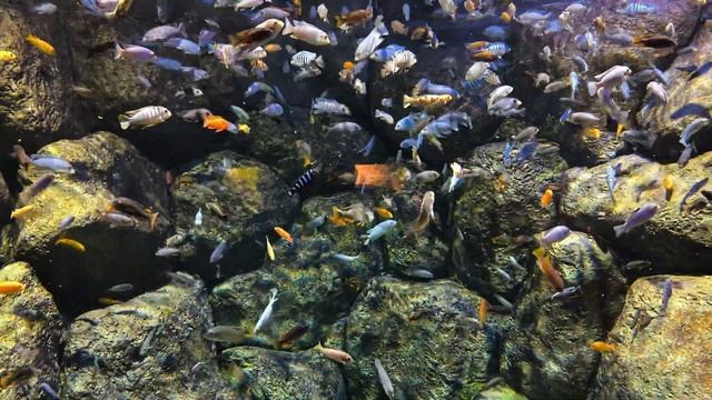 8K Аквариум много рыб смотреть онлайн