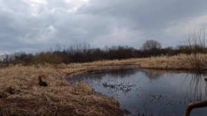 У меня появилась фобия! Весенняя охота с подсадными.