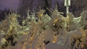 Снегопад на деревьях. Новосибирск, 24 ноября, 2025.