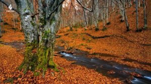 Красивая расслабляющая музыка 🍁 Осенние мелодии для снятия стресса и исцеления