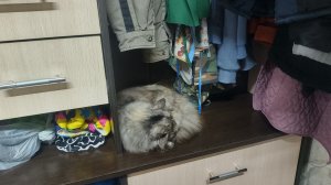 Прихожую отодвигали,в Лальск сгоняли .