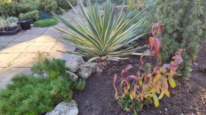 Пересадки на клумбе с розами Коко локо у входа в сад. 24.11.2025 г. Пятигорск, зона 6б.