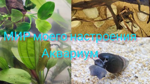 22.11.25 Аквариум, часть 2.Установка декораций.Подготовка аквариумных растений для посадки.