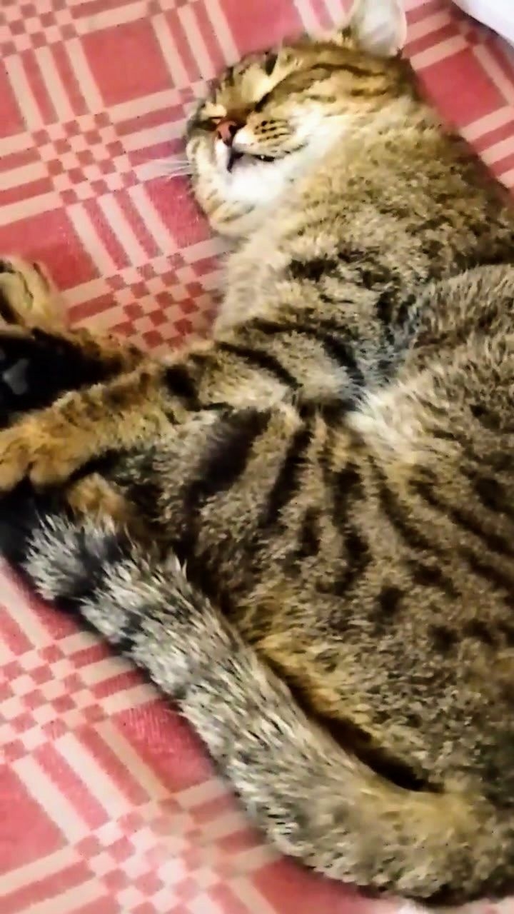 Лишь днём ночую, ног не чуя! Смешные животные.