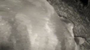 Миша фото ловушка