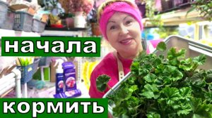 Два колпачка на ведро и Пеларгонии просто не узнать. Надо еще купить пока скидка
