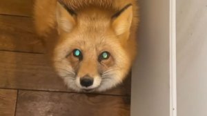 Лиса-Алиса. Лиса не хочет уходить с кухни