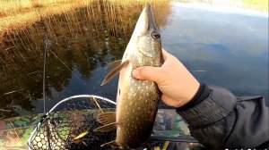 ловим щуку , рыбатский батл трех команд