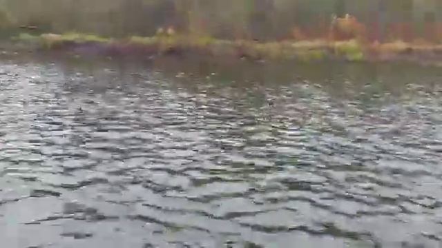 Колебалочка