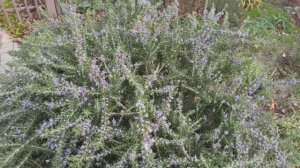 Розмарин- это прекрасный вечнозелёный кустарник!