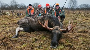 Охота НА ЛОСЯ 💥 Стреляли....