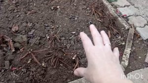 ✅Воскресенье.Выкопали у соседа пионы.Пересадили вишню.