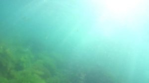 Симеиз. Центральный пляж и подводный мир. Крым