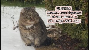 ДНЕВНИК лесного кота Барсика: «А снег идет!»  - 23.11.2025