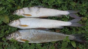 Ловля хариуса и голавля на снасть ''бомбарда''