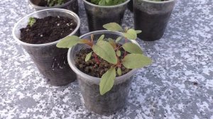 О выращивании амаранта