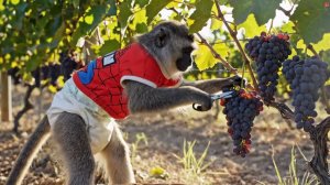 Мартышка - виноградарь