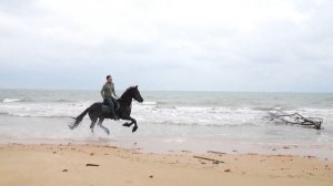 🐴Как Хайнань становится мировым центром конного спорта