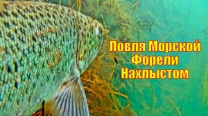 Ловля Морской Форели Нахлыстом