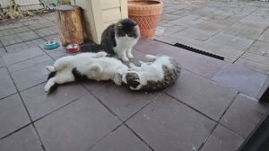 🐈котопозитив не обмануть)) знают или догадываются? Енот сегодня везунчик🔥