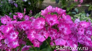 Флокс Купчиха, селекции Юрия Морковского