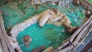 Капибарный отдых!