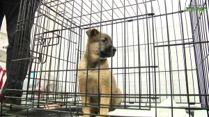 Фестиваль "Друг человека": как в Самаре помогали четвероногим найти семью и защиту