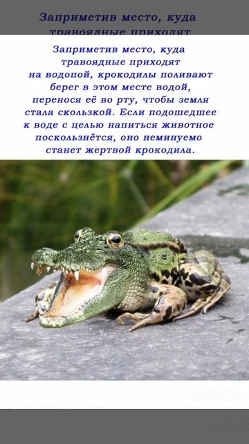 Про КРОКОДИЛА
