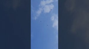 Начало  полётов гулюшек в голубедроме Сошки. ч.1