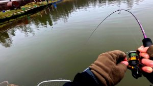 ПРИМАНКА БЕЗОТКАЗНО ЛОВИТ ФОРЕЛЬ! Безлимит «ПИОНЕРСКИЙ»