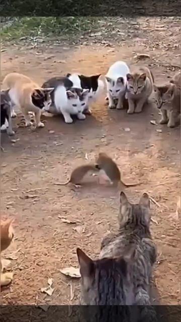 Бои без правил смотреть онлайн