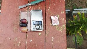 Энрико Карузо на участке Шульгинова В.Н.