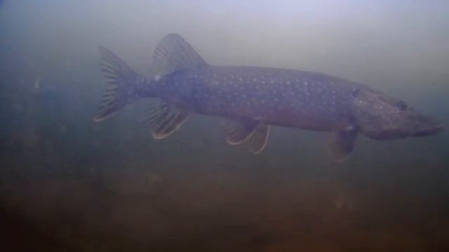 ЩУКИ позируют на подводную камеру. Зимняя рыбалка в ЯНАО