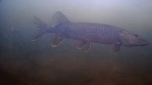 ЩУКИ позируют на подводную камеру. Зимняя рыбалка в ЯНАО