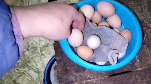 24-11-2025 Как в воду глядели / хочу белое яйцо / доча не любит публику / личный массажист.