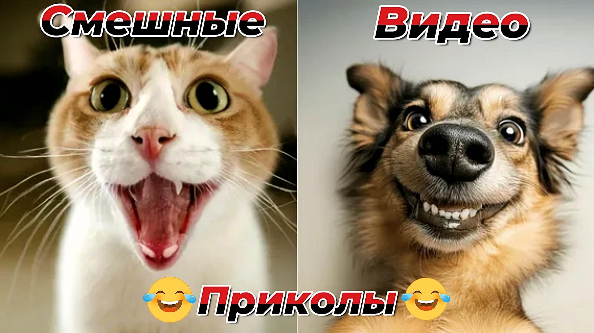 Смешные видео приколы|Коты и собаки|Юмор и Приколы.