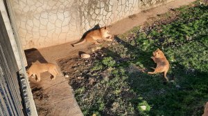 Парк Львов в Абхазии