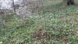 Грибы в ноябре.