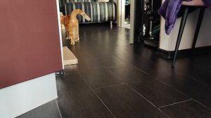 рыжая нехочуха