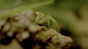 Совершенство природы