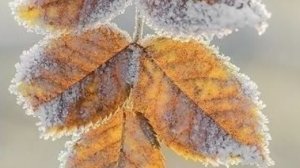 Доброе ноябрьское утро. Музыкальная открытка.