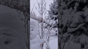 Зима в Сибири! Засыпанный снегом Снеговик, большие сугробы и кормушка для птиц.