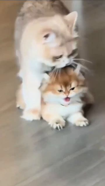 Дорогой ты мой пушок,вот сюда ходить в горшок.