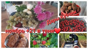 53. Переехали на  Юг. Жизнь на хуторе. Сбор кукурузы, листья, пашем. Уборка на участке.